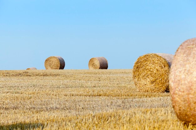 Stack of straw in the field