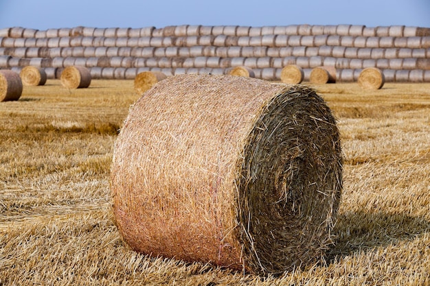 Stack of straw in the field