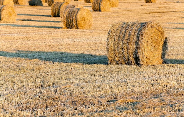 Stack of straw in the field