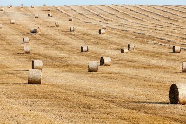 Stack of straw in the field