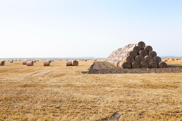 Stack of straw in the field