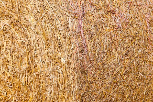 Stack of straw in the field