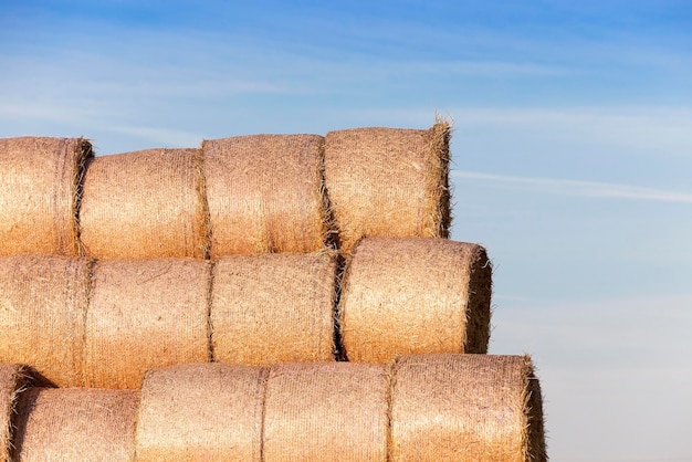 Stack of straw in the field