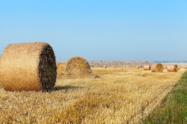 Stack of straw in the field