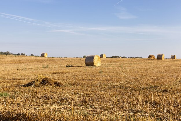 Stack of straw landscape