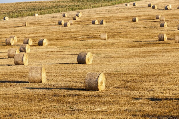 Stack of straw that was left after the cereal harvest