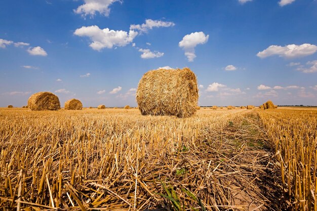 Stack of straw