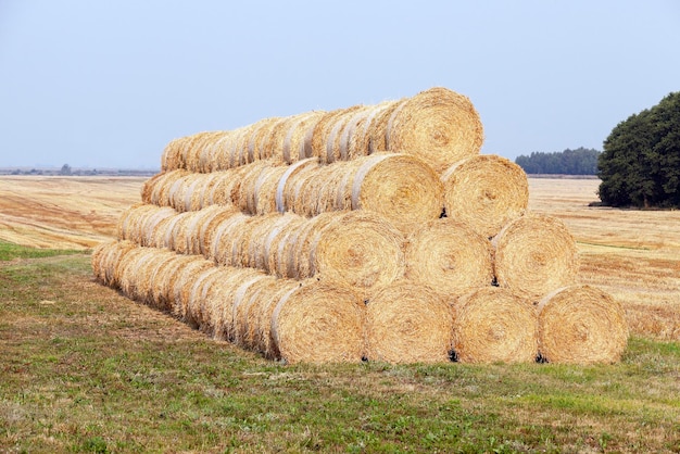 Pila di paglia di grano