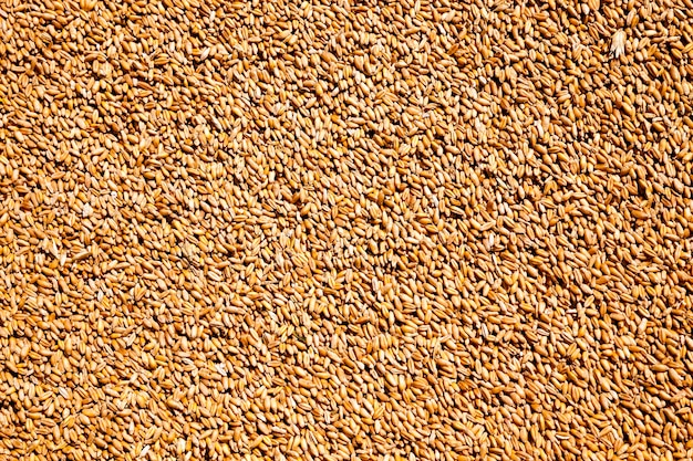 Stacked in a large pile of wheat during the harvest of cereals