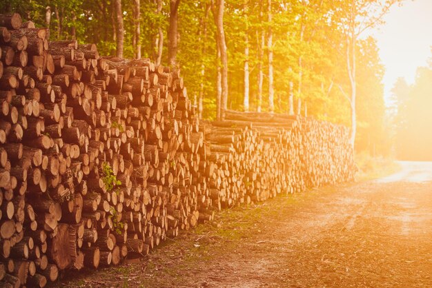 Stacked Logs of Freshly Chopped Wood in the Forest Wooden logs of pine wood in the woods stacked in a pile Chopped tree logs stacked up on top of each other in a row