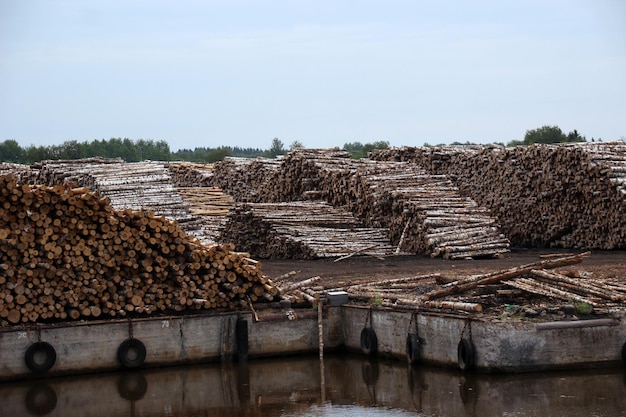 Stacked logs at lakeshore