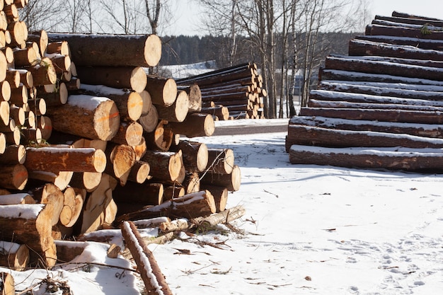 Stacked pine, spruce tree logs in winter forest area. Forest management stage deforestation.