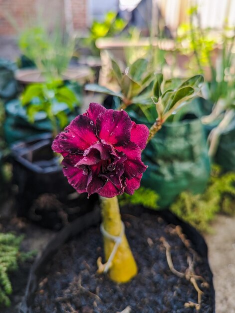 Photo stacked red and black adenium flowers bloom perfectly in the yard of the house