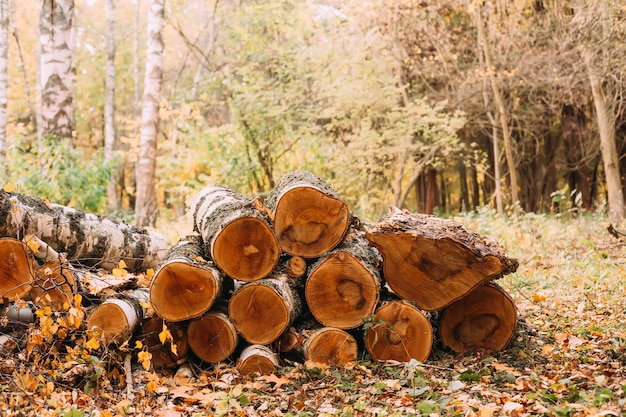 Stacks of firewood Pile of firewood Freshly hopped wood