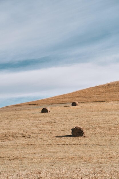 Foto pile di fieno arrotolate in covoni su un campo falciato