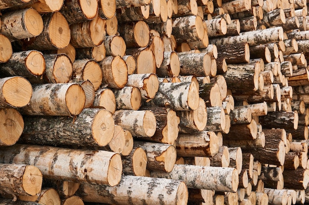 Stacks of unbarked birch logs close-up