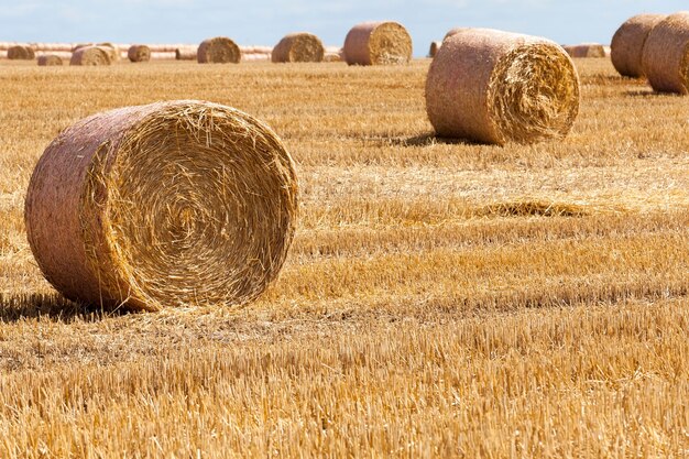 Stacks of wheat straw were left after the wheat harvest