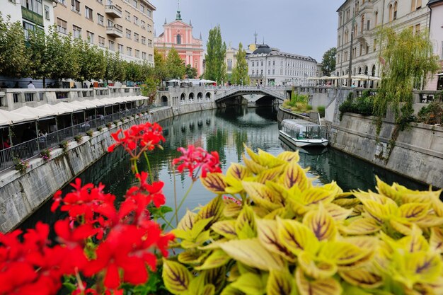 stad Ljubljana, hoofdstad van Slovenië met oude brugbloem en rivier