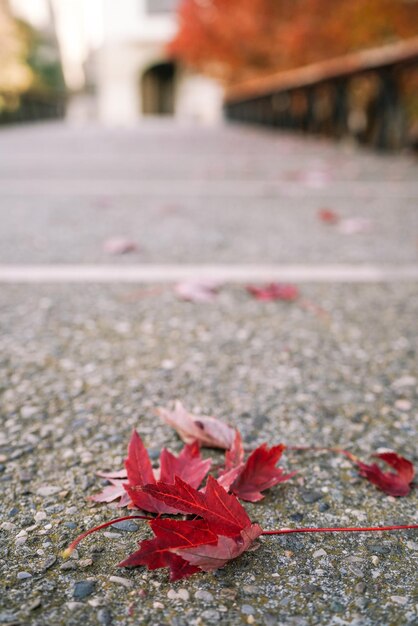 Foto stadsbeeld , herfstbladeren