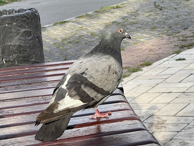 Foto stadsduif staande op de bank