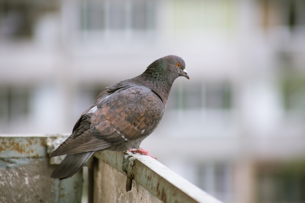 Stadsduif zit op een hek in de straat