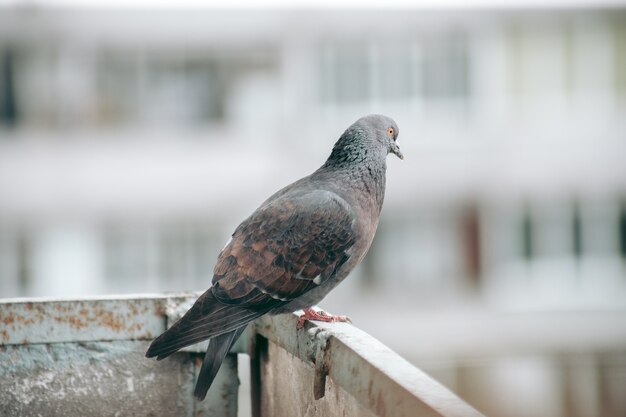 Stadsduif zit op een hek in de straat