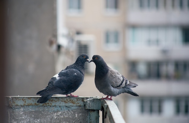 Stadsduif zit op een hek in de straat