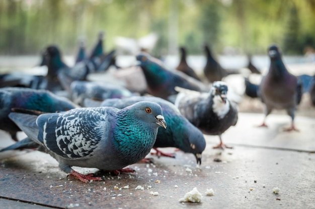 Stadsduiven eten broodkruimels op de dijk