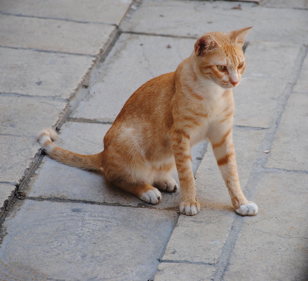 Stadsfauna. Rode wandeling kat zittend op de stoep. Schattige dieren