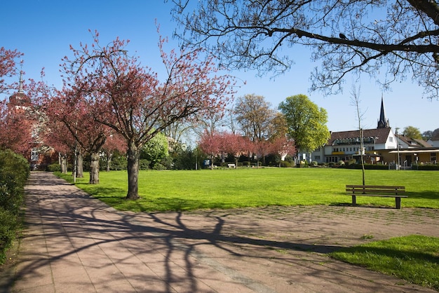 Stadspark met kersenbomen in het voorjaar, Leichlingen, Duitsland