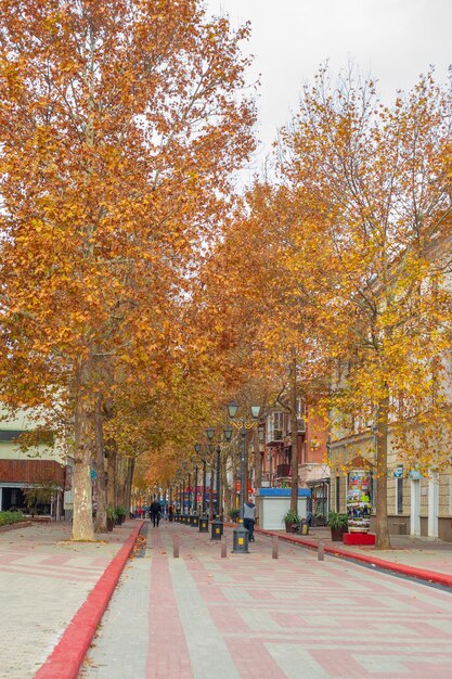 Stadsstraat met een café en een wandelpad op een herfstdag crimea kerch