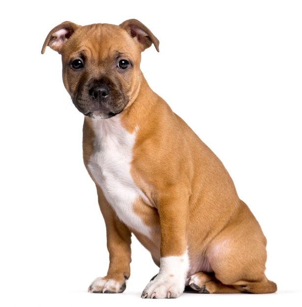 2개월 된 Staffordshire Bull Terrier는 흰색 배경 앞에 앉아 있습니다.