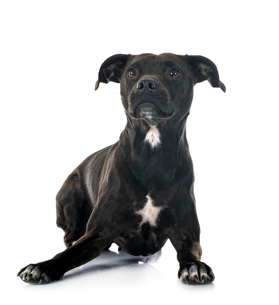 Staffordshire bull terrier bastard in front of white background