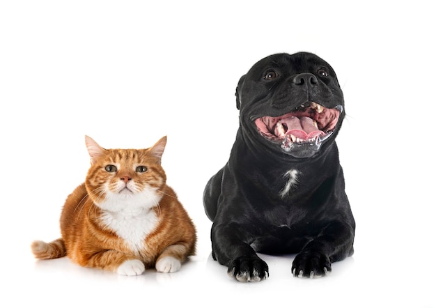 Staffordshire bull terrier and cat