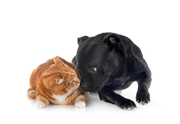 Staffordshire bull terrier and cat