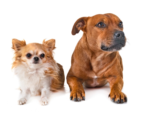 Staffordshire bull terrier e chihuahua