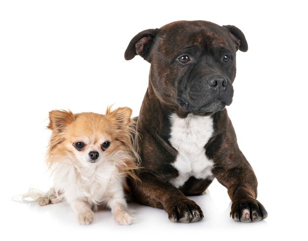 Photo staffordshire bull terrier and chihuahua