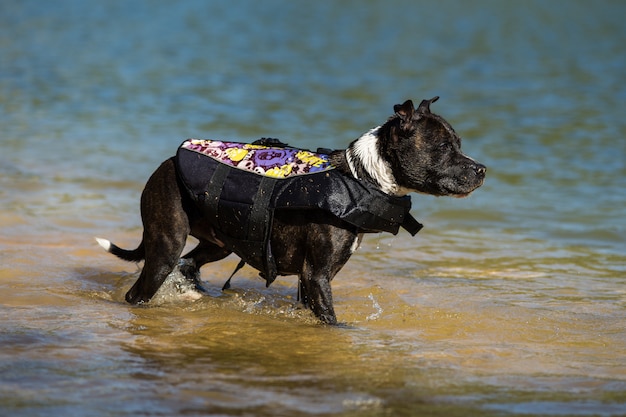 Immersione del bull terrier di staffordshire