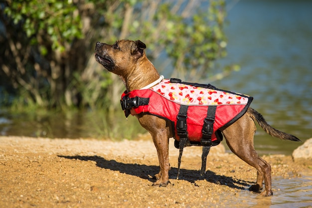 Foto immersione del bull terrier di staffordshire