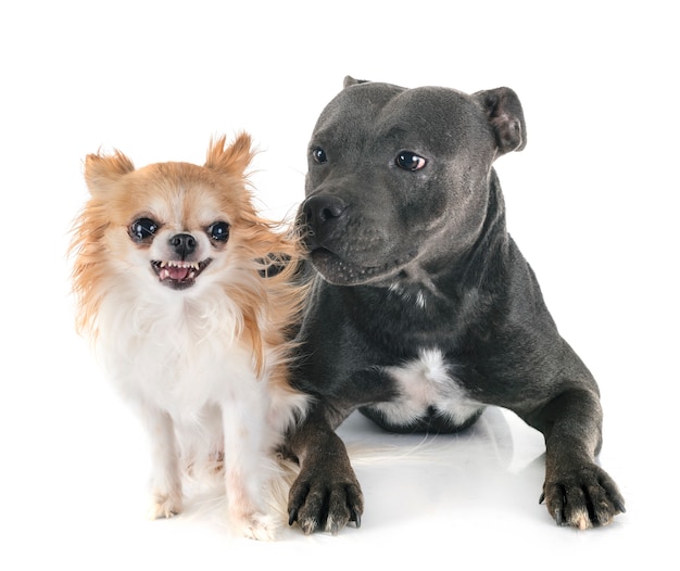 Staffordshire bull terrier en chihuahua