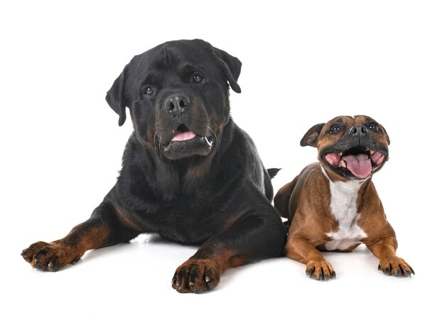 Staffordshire bull terrier en rottweiler