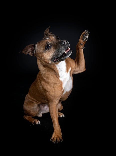 Staffordshire bull terrier in front of black wall