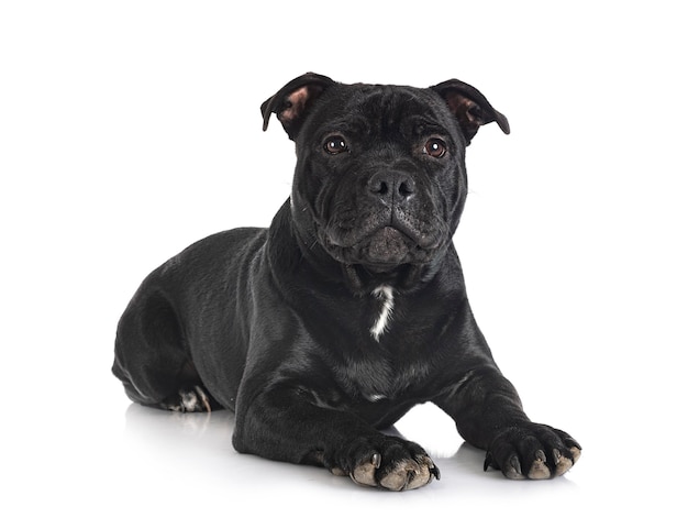 Staffordshire bull terrier in front of white background