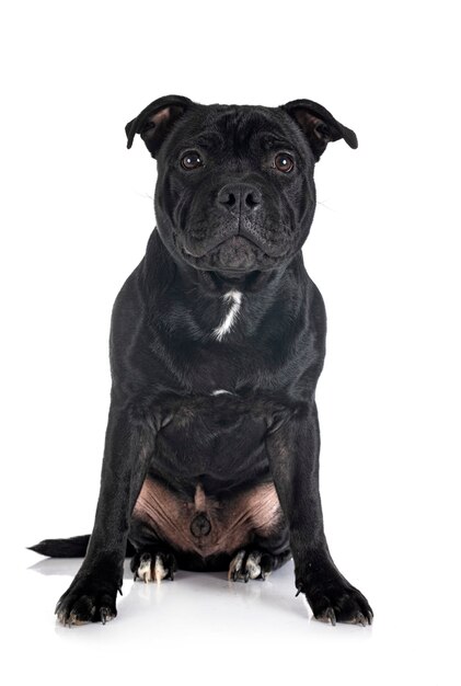 Staffordshire bull terrier in front of white background