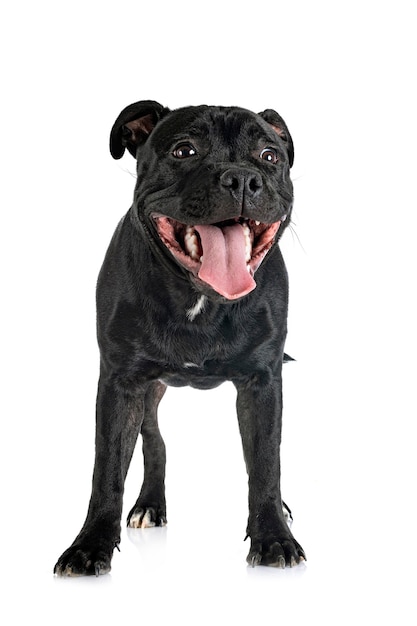 Staffordshire bull terrier in front of white background