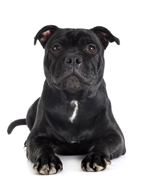 Staffordshire bull terrier in front of white background