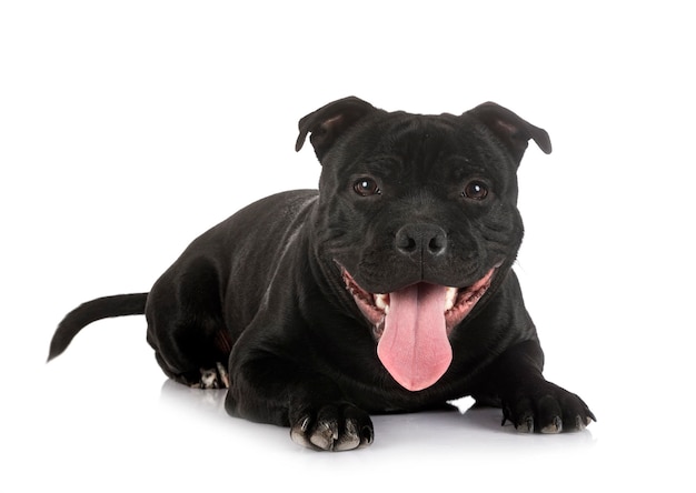 Staffordshire bull terrier in front of white background