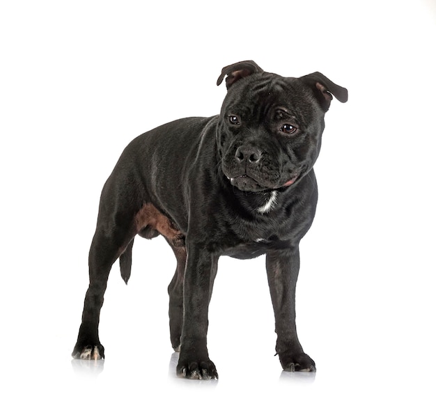 Staffordshire bull terrier in front of white background