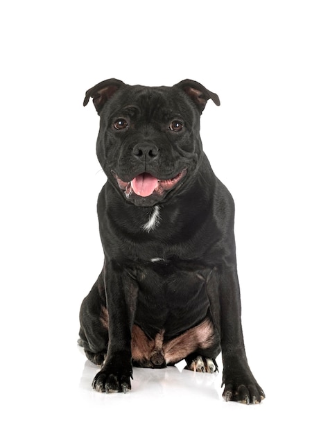 Staffordshire bull terrier in front of white background