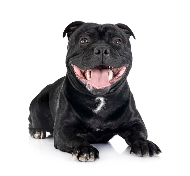 Staffordshire bull terrier in front of white background